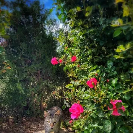 Casa Cu Flori ゲストハウス