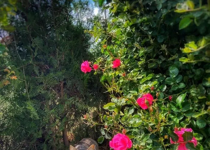 Casa Cu Flori Gæstehus